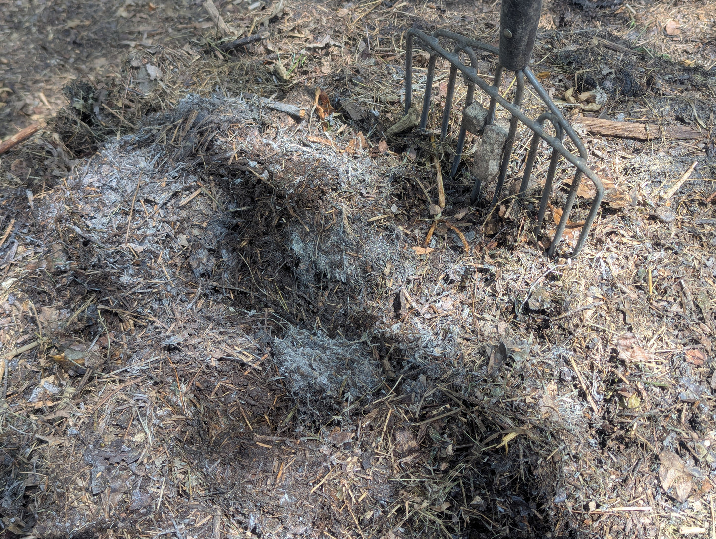 1 gallon of screened Compost