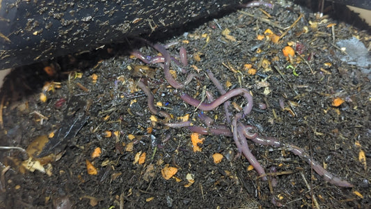 100 African Nightcrawlers